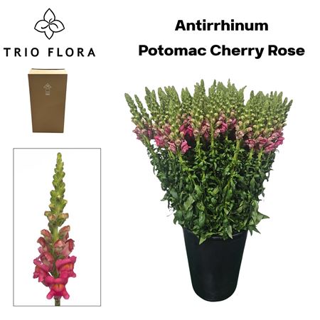 Anti Poto Cherr Rose