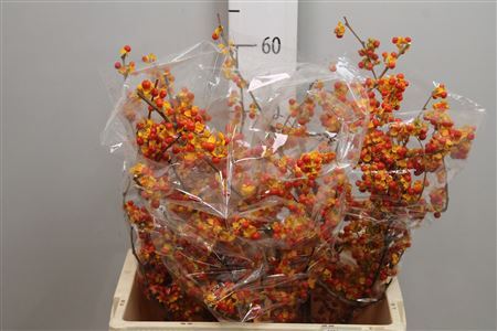 Celastrus Boomwurger