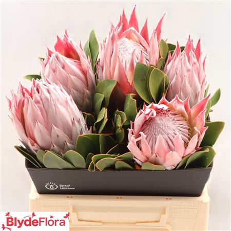 Protea Cy Sandra