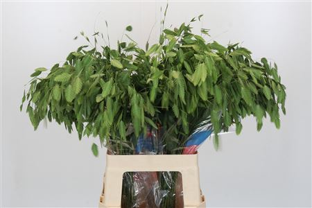 Chasmanthium Latifolium 'mantis'