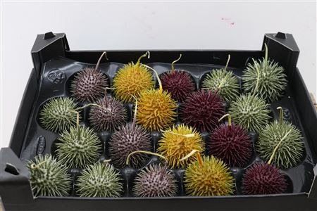 Wax Egel Herfst Mix