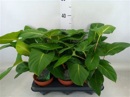 Adelonema Crinipes Crinipes