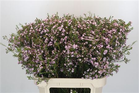 Chamelaucium Dancing Queen