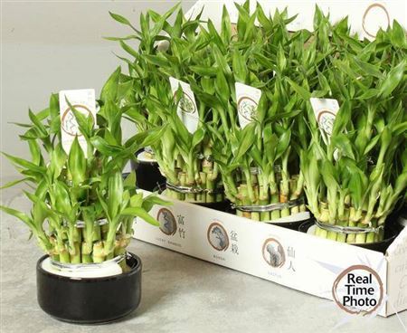 Dra Lucky Bamboo 3 Rings Small