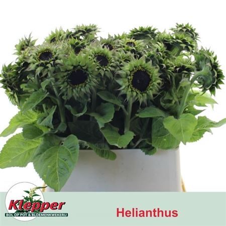 Helianthus Ov
