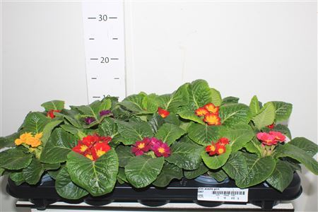 Prim Acaulis Gem