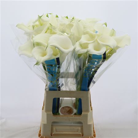 Calla Pure Art