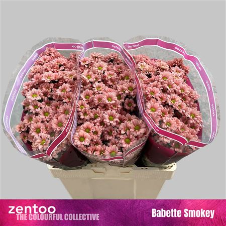 Chr S Babette Smokey