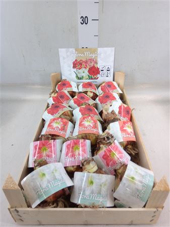 Hippeastrum ...flowerbulbs Bulb Mix in Wooden Crat