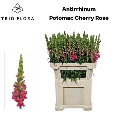 Anti Poto Cherr Rose