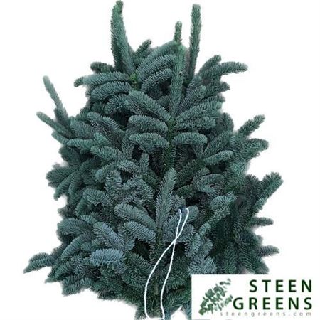 Abies Nob Blauw Kilo