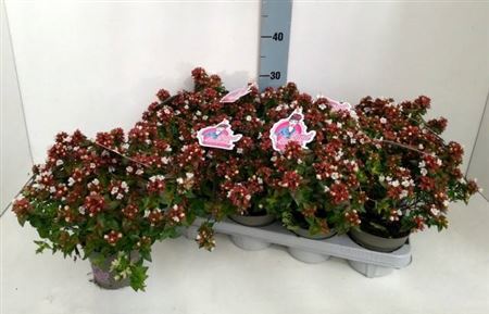 Abel Grandiflora