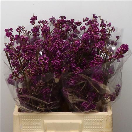 Callicarpa