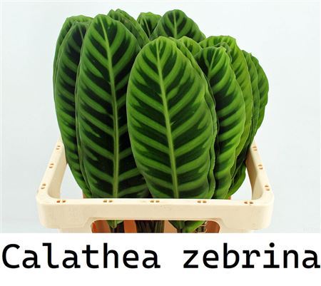 Calathea Zebrina 62cm