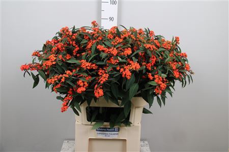 Euph F T Queen Orang