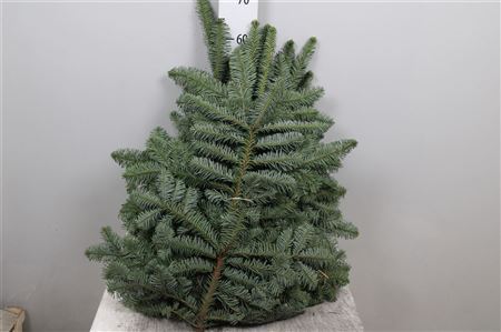 Abies Nob Blauw Kilo