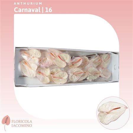 Anth A Carnaval