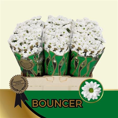 Chr S Aaa Bouncer