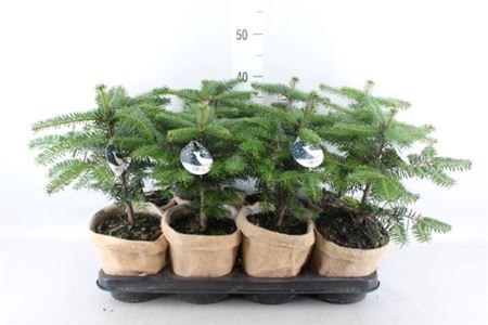 Abies Nordman. met jute