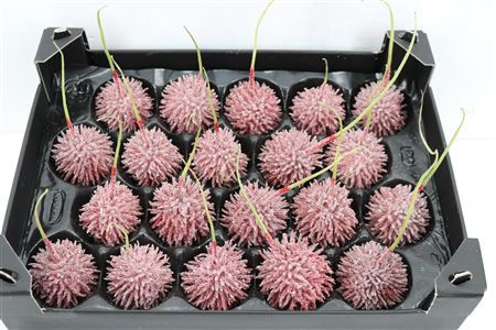 Wax Egel Gl Kerstrood