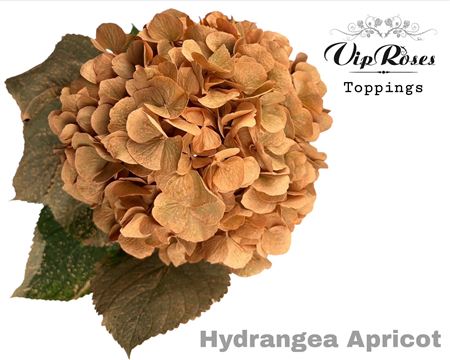 Hydr M Apricot 80cm