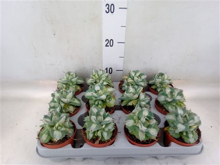 Agave ... Potatorum Ouhi-Raijin variegata