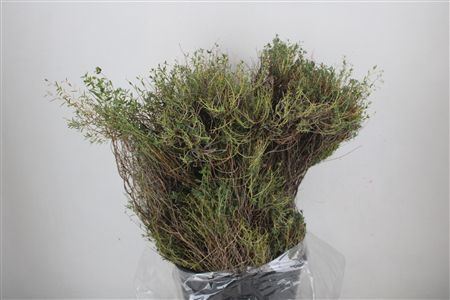 Euph Spinoza Long 200gr P Bunch