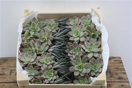 Echeveria Taurus Mix Mini