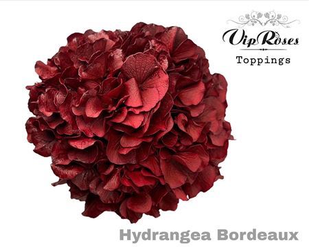 Hydr M Bordeaux 80cm