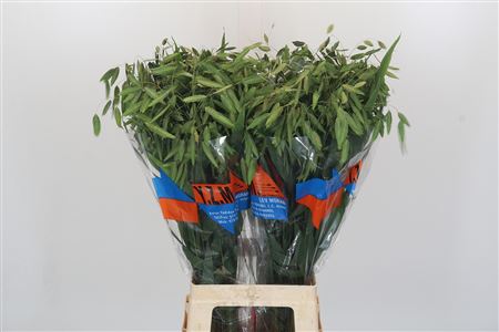 Chasmanthium Latifolium 'mantis' Promo