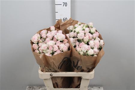 R Tr Angel Bombastic