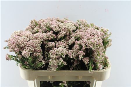 Ozoth Cooks Tall Pink