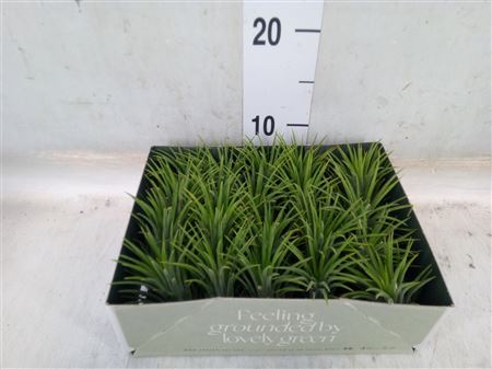 Tillandsia 'Ionantha Green'