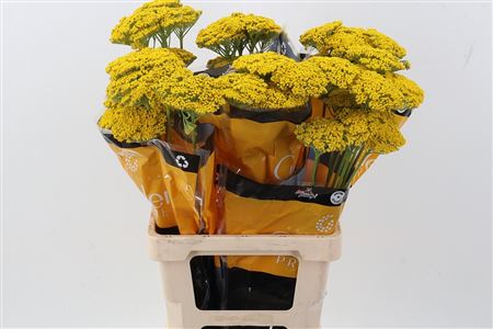 Achil Golden Prairie
