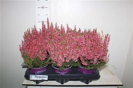 Callu Bl Michelle
