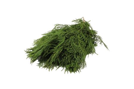 Cryptomeria 5 Kg
