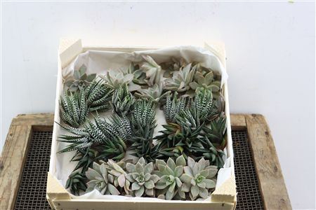 Echeveria Taurus Mix Mini