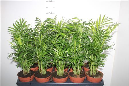 Chamaed Elegans 15pp