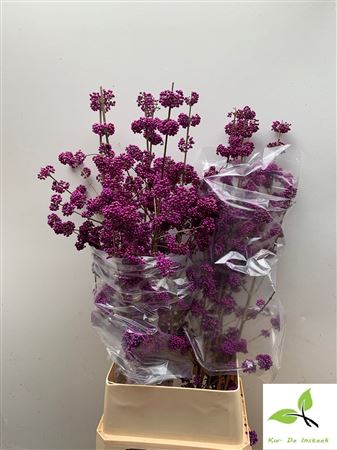Callicarpa Bod Profu