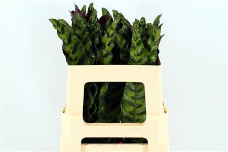 Calathea Insignes 52cm