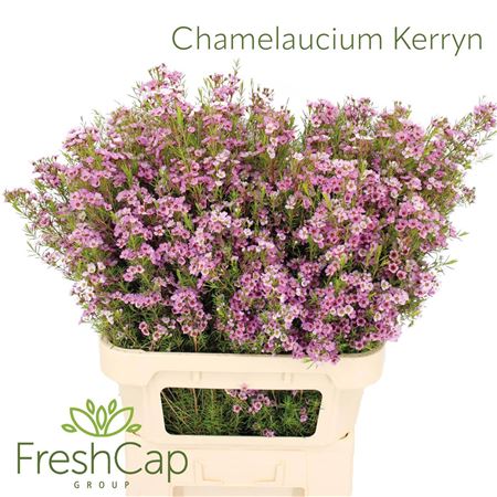 Chame Kerryn
