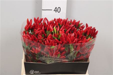 Cap Red Fire