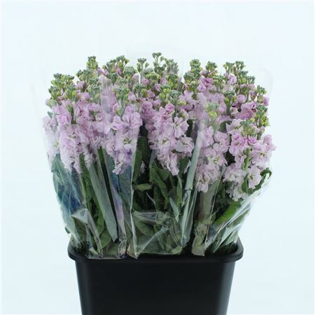 Matth Incana Iron Cherry Blossom
