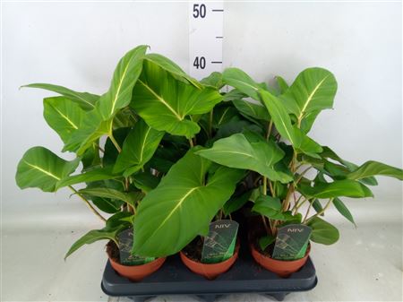 Adelonema Crinipes Crinipes