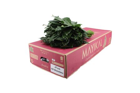 Aralia 45