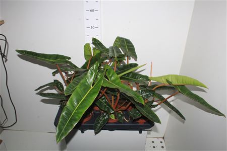 Phil Billietiae