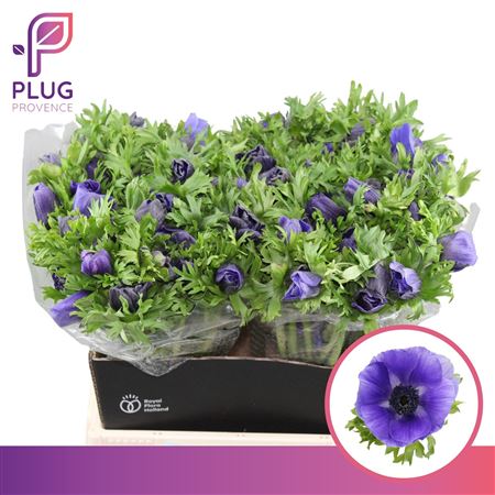 Anem Co Galil Blauw