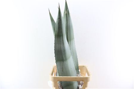 Agave Americana Bleu 120cm