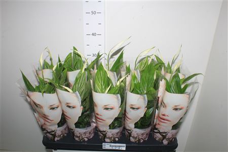 Spath Alana 3+