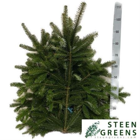 Abies Nordman Kilo